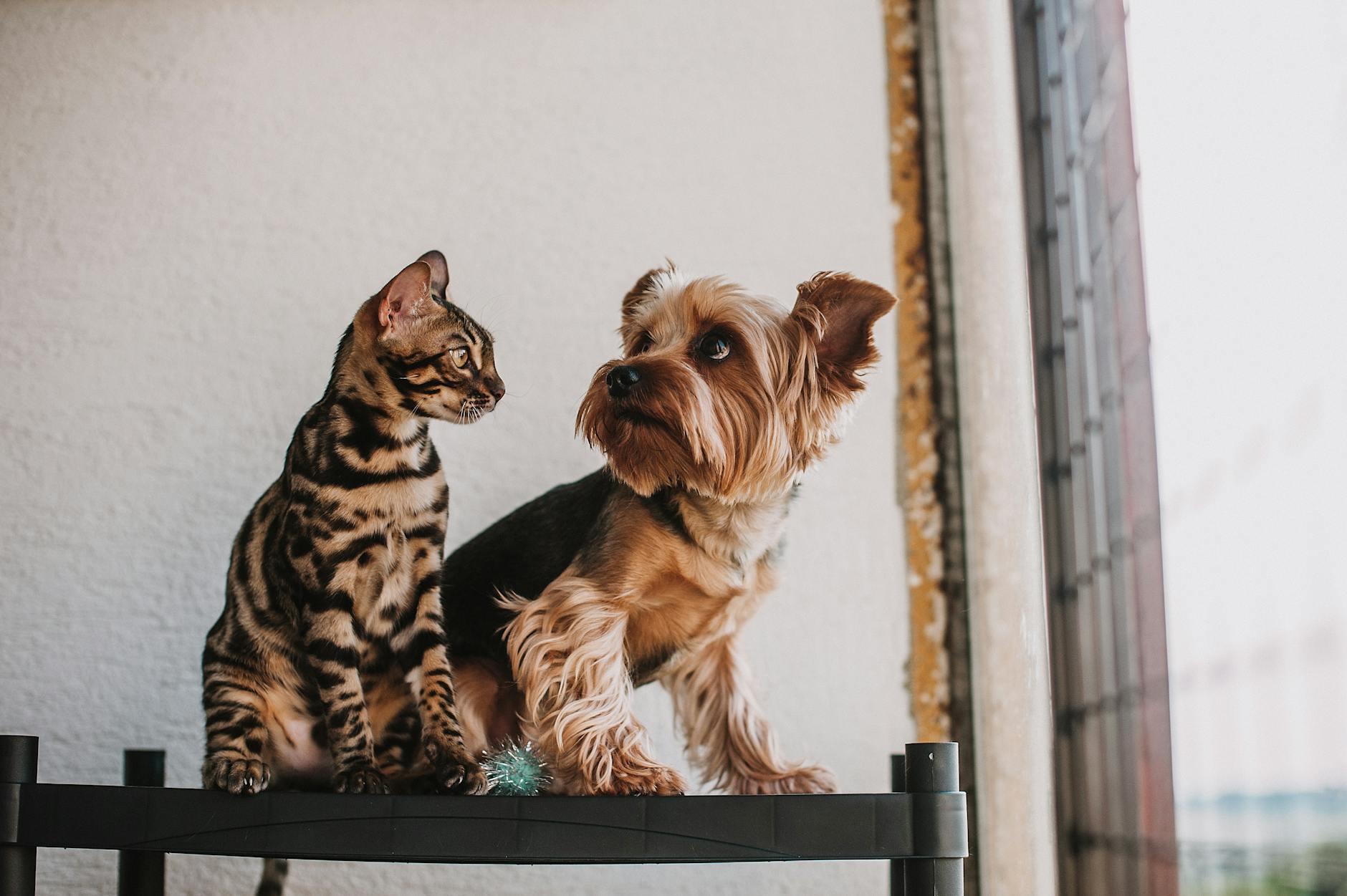Kot bengalski i yorkshire terrier siedzą razem na parapecie okna